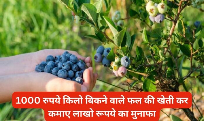 1000 रुपये किलो बिकने वाले फल की खेती कर कमाए लाखो रूपये का मुनाफा, जाने खेती का तरीका