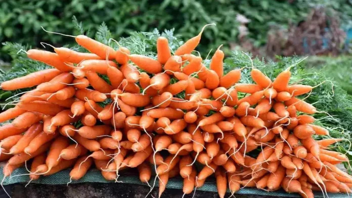 गाजर की खेती से किसान कमा रहे है लाखों रुपय का मुनाफा, जाने इस खेती को कैसे करे, और इससे होने वाले फायदे