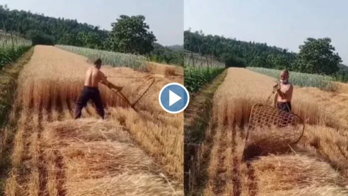 बिना किसी मशीन के तेजी से गेहू काटने का किसान ने लगाया चौकस जुगाड़, घंटो का काम अकेले कर दिया मिनटों में, देखे वीडियो