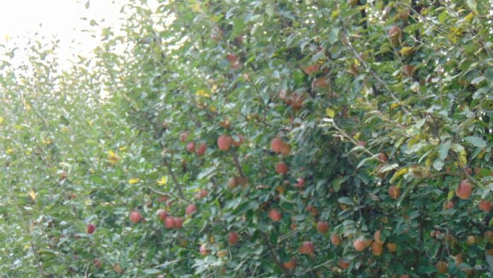 सेब की खेती से किसान कर रहे है तगड़ी कमाई, जाने इसकी उन्नत किस्मों और खेती करने के तरीकों के बारे में