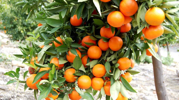 संतरे की खेती किसानों के लिए है मुनाफे का सौदा, जाने इसकी खेती से जुड़ी जानकारिया